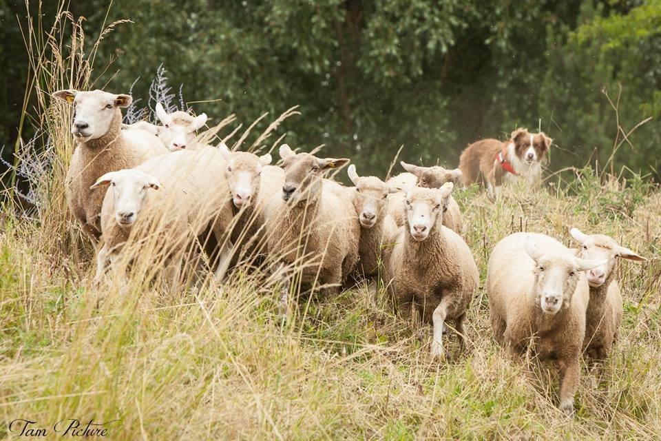 Ecopaturage : tonte de la pelouse grâce aux moutons