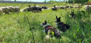 Nos chiens de bergers sont éduqués pour surveiller les troupeaux