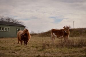 Pastoralisme : les bovins sont sauvés pour brouter l'herbe