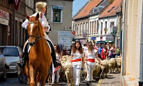 Animation animaux : transhumance