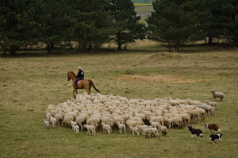Écopâturage : moutons et son berger