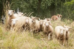 Formation berger urbain : apprendre à gérer son troupeau de mouton