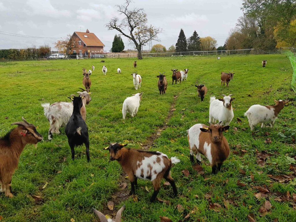 Chèvres qui tondent l'herbe, tondeuse écologique, pature