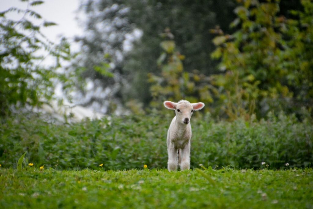Pâturage naturel : les moutons pour manger votre herbe