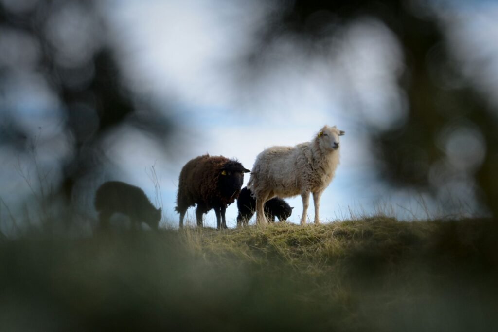 Ecopaturage urbain : les moutons sur votre terrain pour tondre