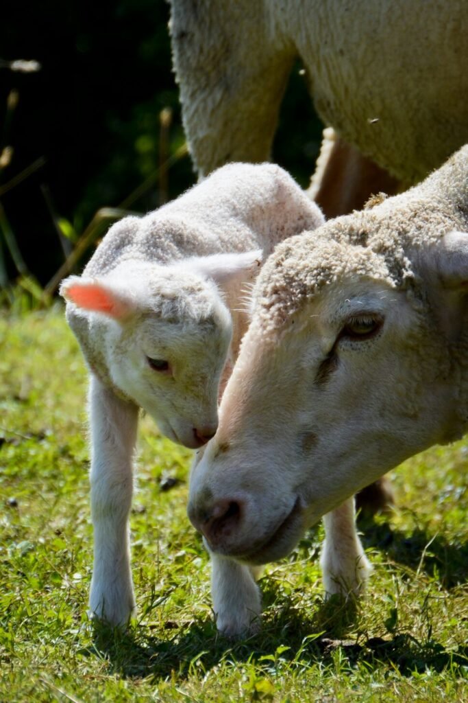 Mouton pour tonte écologique