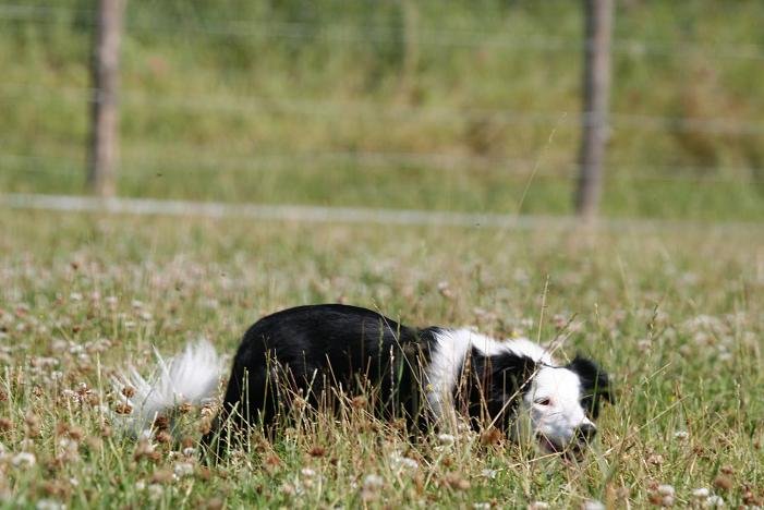 Écopâturage : chien de berger pour surveiller les moutons qui tondent l'herbe