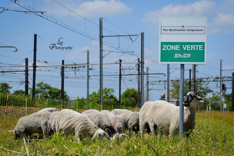 Écopâturage : des moutons pour entretenir les espaces verts